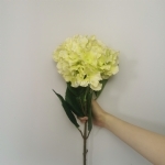 Hydrangea - Lime Green (80cm) - hydrangea   lime green 80cm - 2    - Leona Party and Home